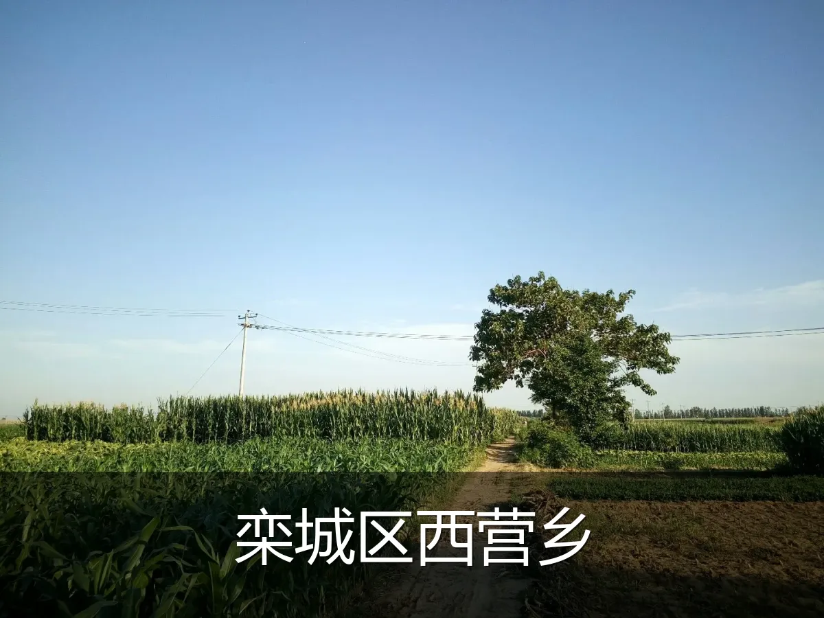 栾城区西营乡